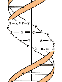 ADN