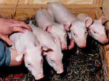 Cochons