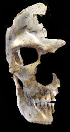 Crne d'antropode