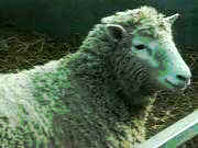 Mouton