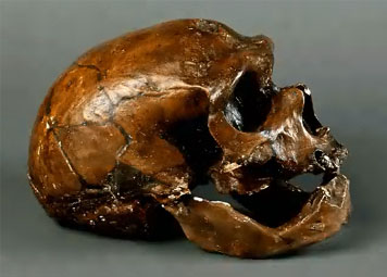 Crne d'homme de Neandertal (Homo neanderthalensis).