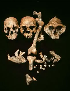 Crnes et os humains fossiliss dcouverts au cours d'expditions en Afrique diriges par Richard Leakey durant les annes 1970 et 1980. De gauche  droite : Homo habilis, Homo erectus et Paranthropus robustus, datant de 1,5 million d'annes.