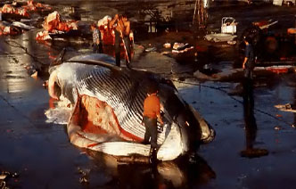 Dpeage de baleine dans un port de pche,  Hualfjordur (Islande).