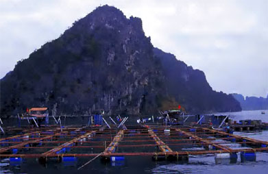 levage de poissons dans la baie d'Along, au nord du Vit Nam.