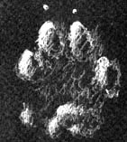 martre_p.jpg (14561 octets)