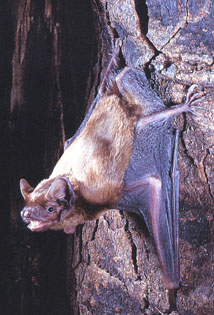 La Noctule Commune