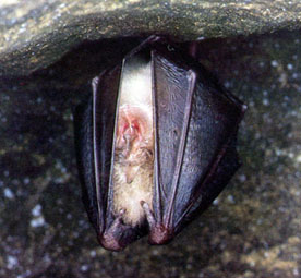 Petit rhinolophe