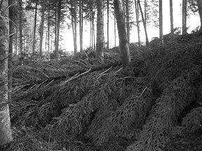foret_3.jpg (30990 octets)